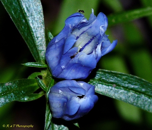 {Gentiana decora}